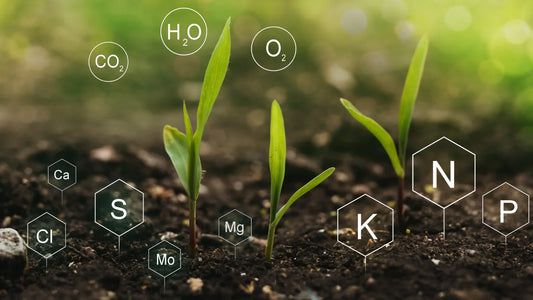 How to Boost Soil Health and Plant Growth Naturally