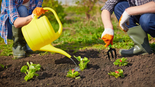How to Grow Strong, Healthy Seedlings?