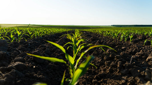 How to Improve Soil Fertility and Reduce Fertilizer Costs on U.S. Farms