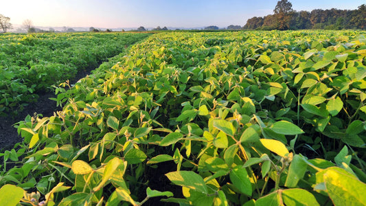 Optimizing Soil & Fertilization for Maximum Soybean Yield