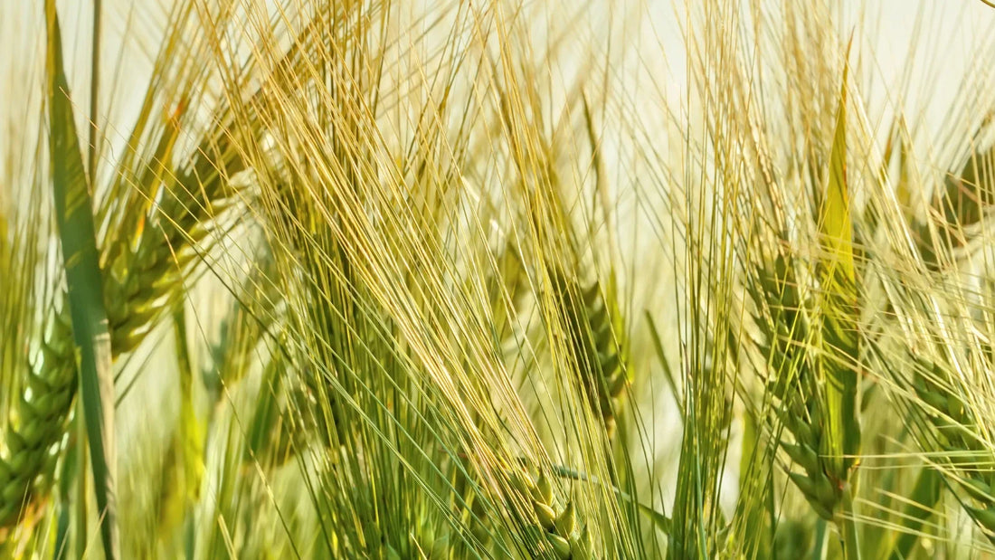 Potassium Humate Agriculture