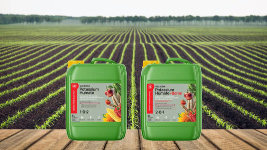 The Best Fertilizer Choice: Potassium Humate Advantages