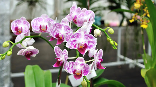 The Best Fertilizer for Roses, Orchids, and Other Delicate Flowers