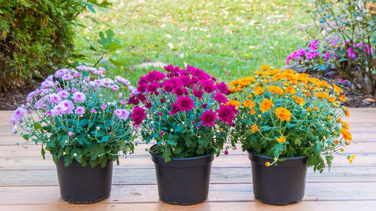 How to Keep Your Indoor Flowers Thriving Year-Round