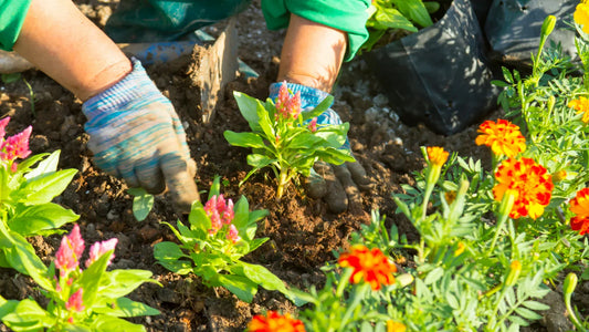The Ultimate Guide to Growing Healthy, Vibrant Flowers at Home